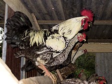 mission roosters c jpg
